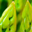 bioestimulantes