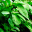 enmiendas_organicas