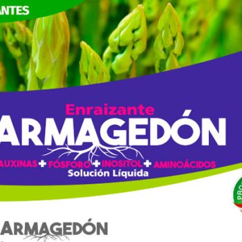 Armagedon