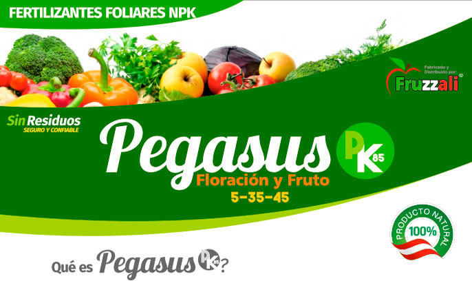 pegasus Pegasus